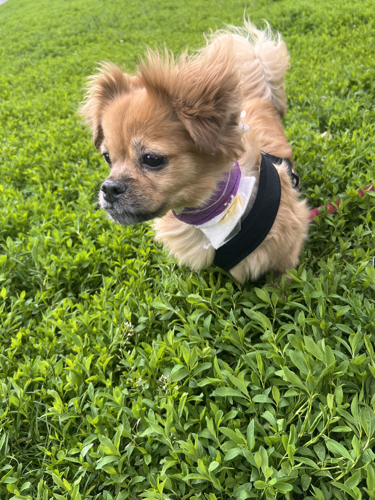 Paris, an adoptable Pekingese, Dachshund in New York, NY, 10002 | Photo Image 3