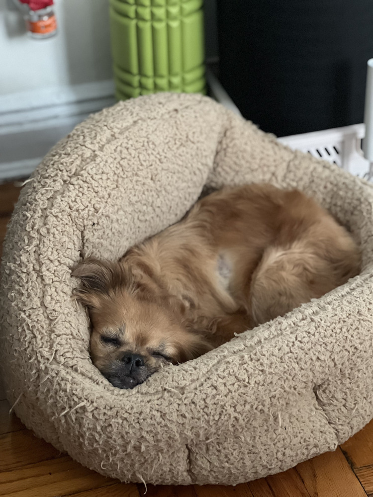 Paris, an adoptable Pekingese, Dachshund in New York, NY, 10002 | Photo Image 5