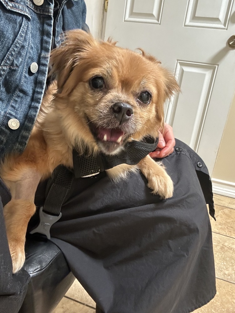 Paris, an adoptable Pekingese, Dachshund in New York, NY, 10002 | Photo Image 6