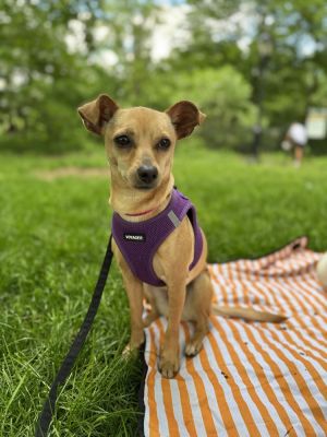 Meet Lucy Lucy is a 1 2 year-old 9lb Chihuahua mix from Alabama with a heart full of love and