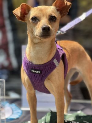 Meet Lucy Lucy is a 1 2 year-old 9lb Chihuahua mix from Alabama with a heart full of love and
