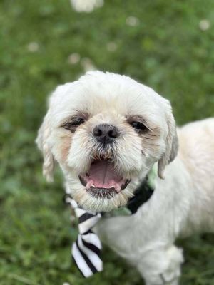 Bernie, Adult Male Lhasa Apso