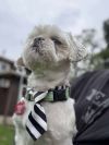 Bernie photo 2