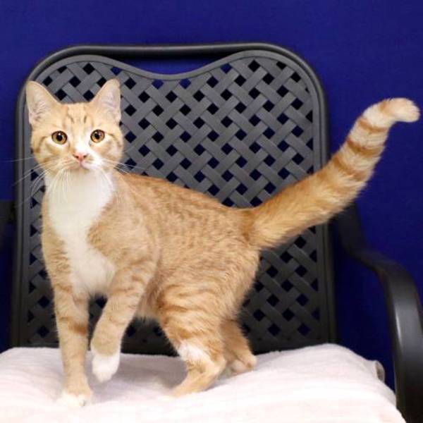 Bengal