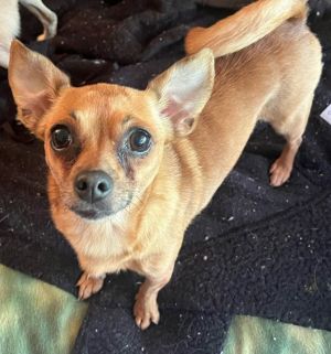 Rose, Adult Female Chihuahua