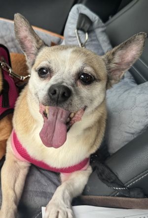 Sophia
