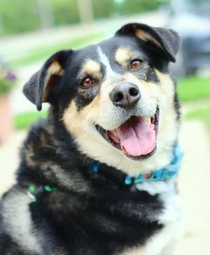 Noodle, Adult Female German Shepherd Dog