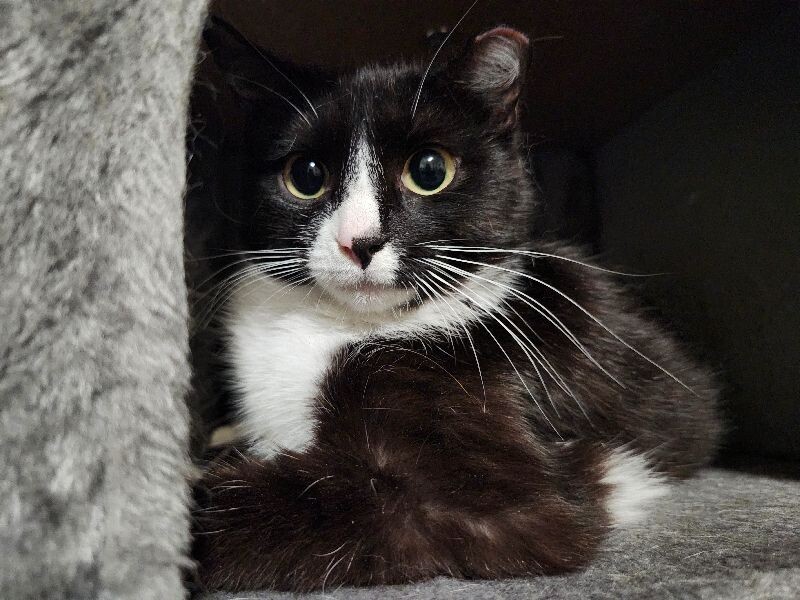 Smudge