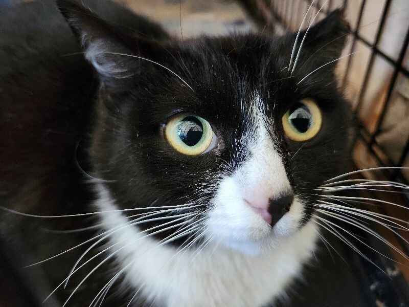 Smudge