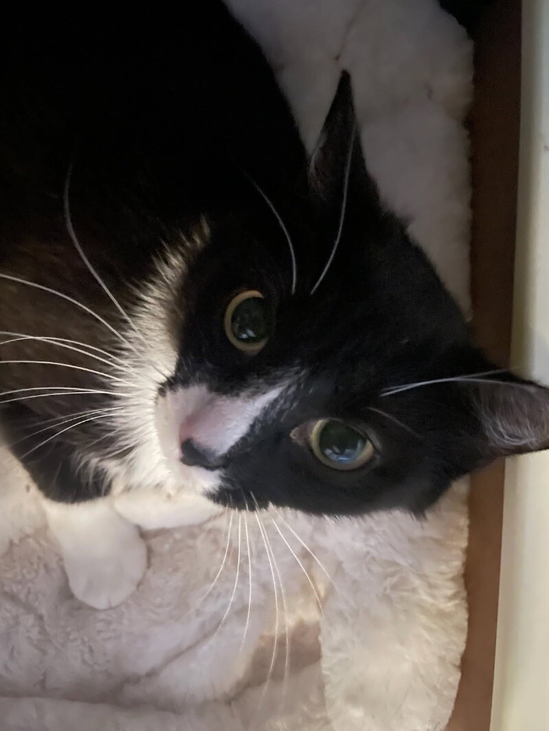 Smudge