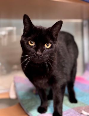 Hello hello Im Noel a fantastic and stunning jet black seven-year-old gal rea