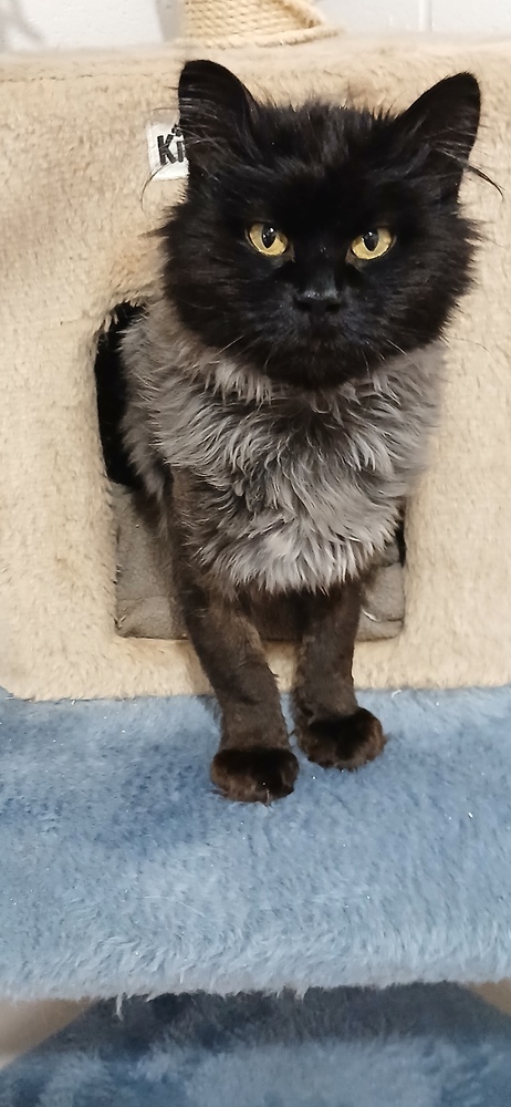Pet Image