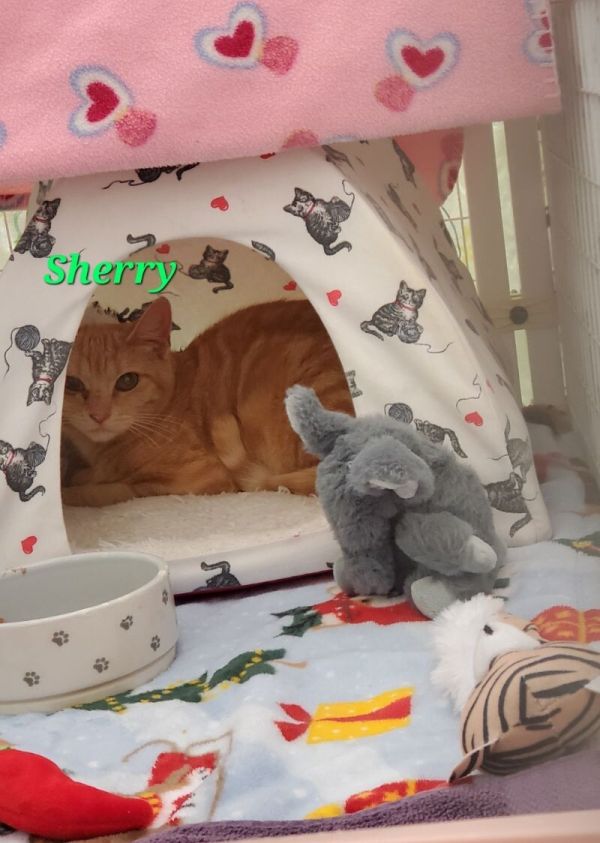 Sherry thumbnail 3