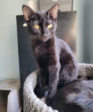 Ceira is a stunning solid black kitten born around October 15 2024 with a heart as enchanting as 