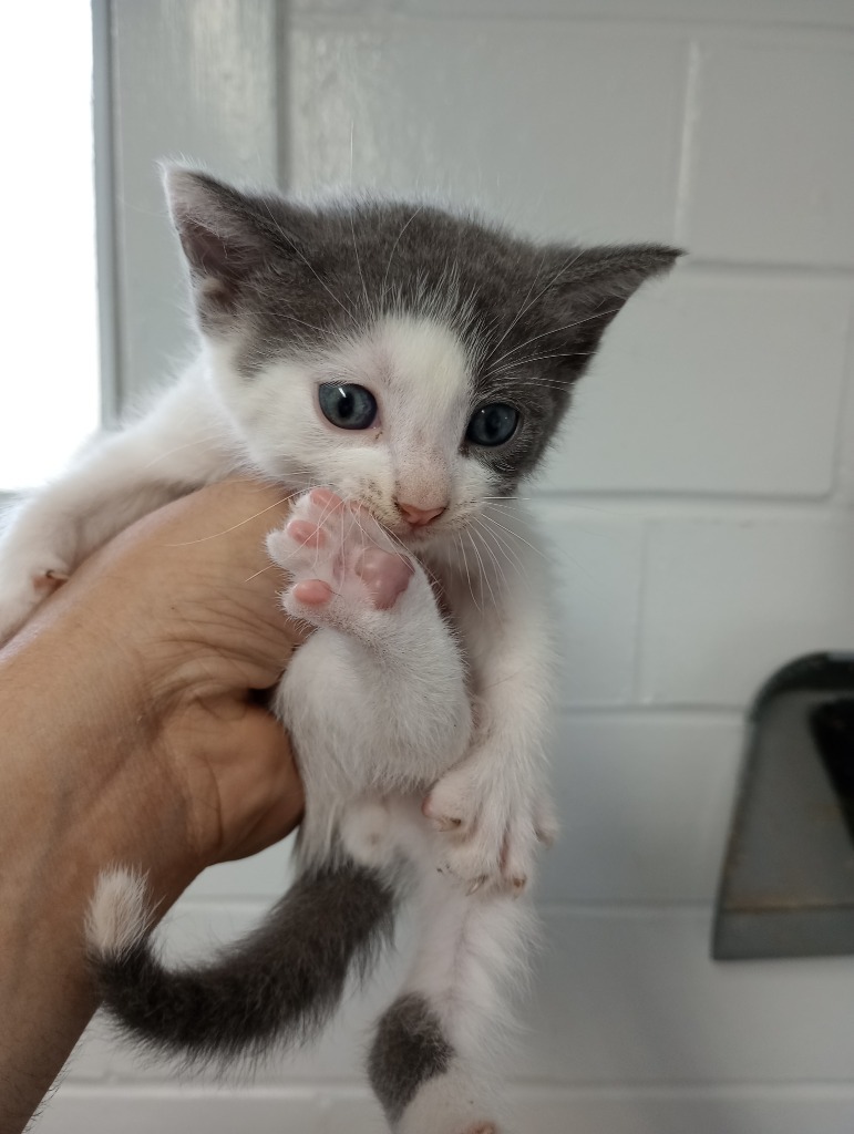 Jackie, an adoptable Domestic Short Hair in Brownwood, TX, 76801 | Photo Image 1