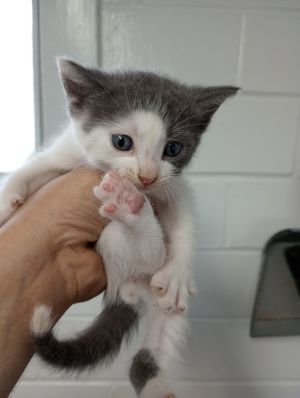 Jackie, Baby Female Domestic Short Hair