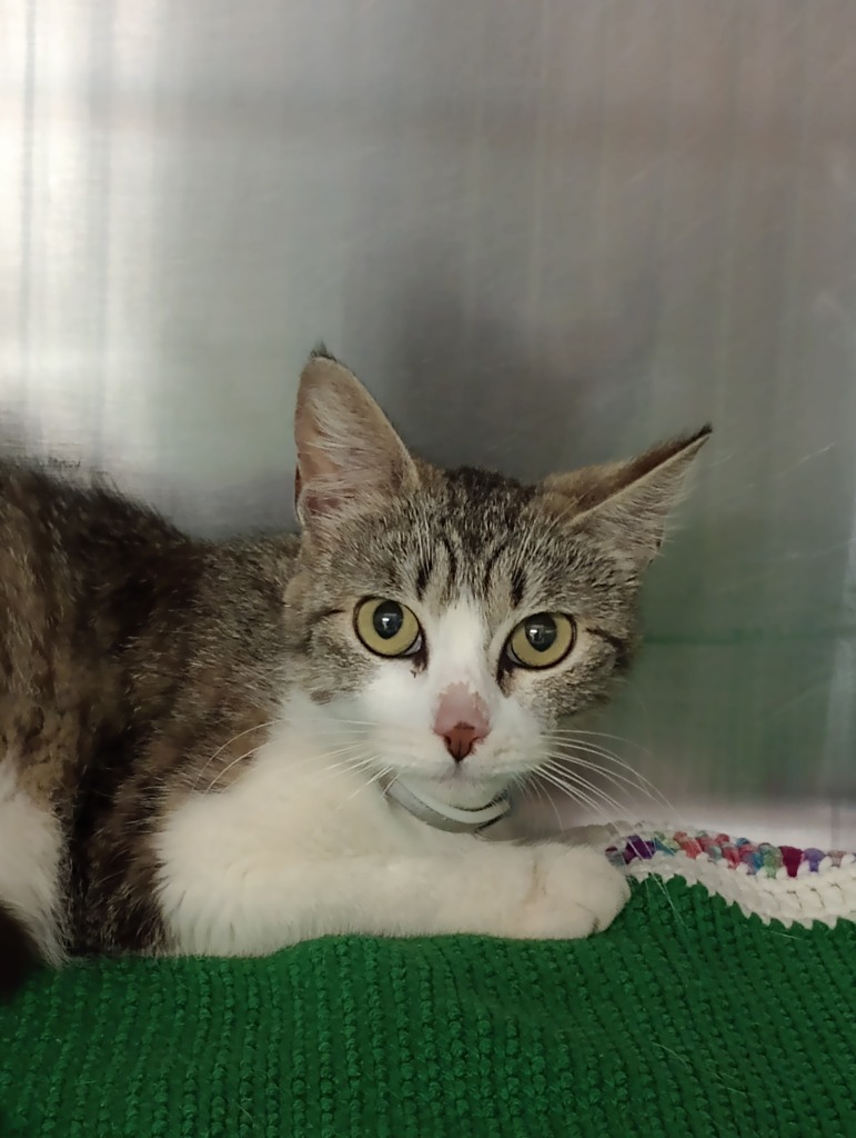 Tammy, an adoptable Domestic Short Hair in Brownwood, TX, 76801 | Photo Image 1