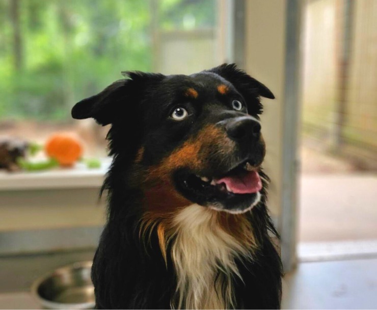 Jenga, an adoptable Mixed Breed in Sultan, WA, 98294 | Photo Image 1