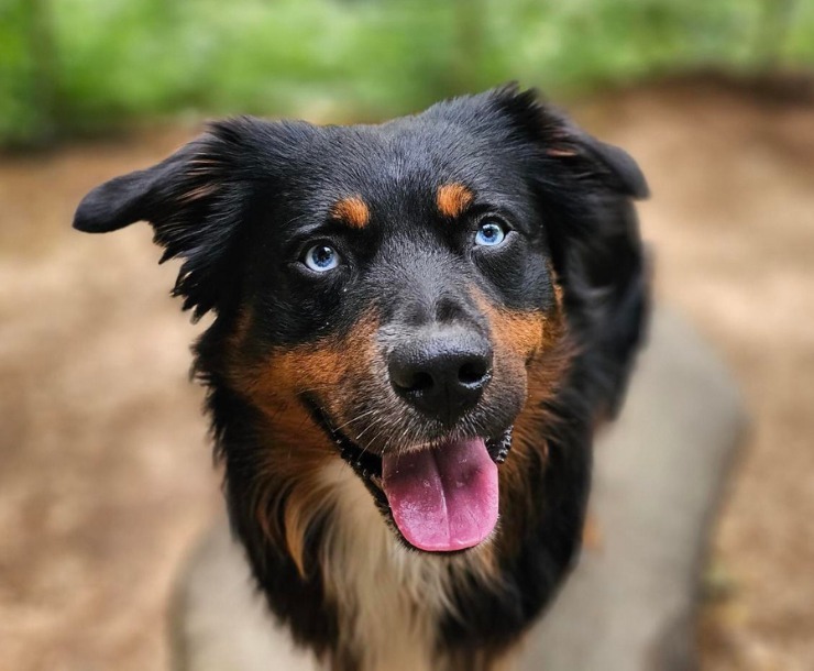 Jenga, an adoptable Mixed Breed in Sultan, WA, 98294 | Photo Image 3