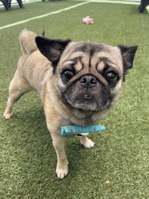 OMG meet Rappa - possibly the cutest little guy youll ever lay eyes on He came to us because his