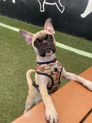 Honey Boo Boo is an adorable little pup who came to us after her previous owner relinquished her due