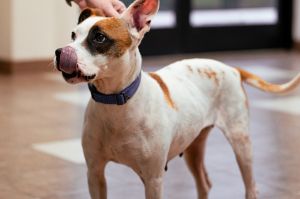 Asha, Young Female Terrier