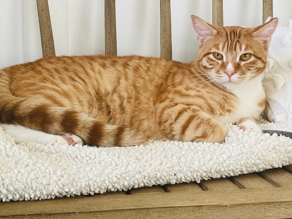 Flapjack