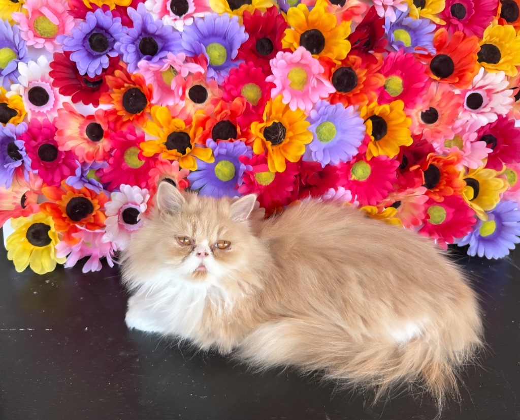 Carrot Cake, an adoptable Persian in San Jacinto, CA, 92583 | Photo Image 1