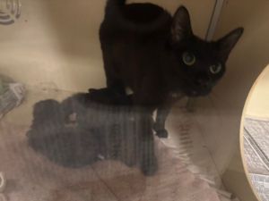 Luna, Young Female Domestic Short Hair