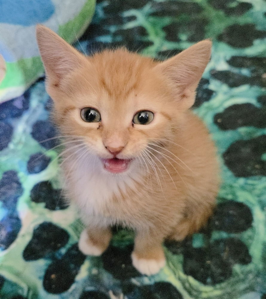 Biscuit