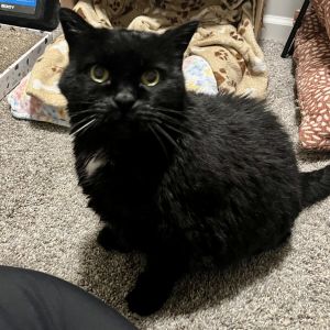 Carmella is a sweet very chatty old lady She is very shy and will need time to warm up but