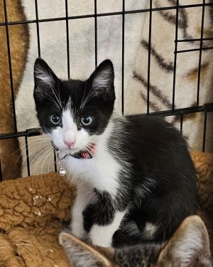 All catskittens will be spayedneutered unless spayneuter contract is signed with additional depos