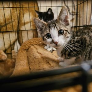All catskittens will be spayedneutered unless spayneuter contract is signed with additional depos