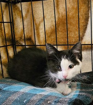 All catskittens will be spayedneutered unless spayneuter contract is signed with additional depos