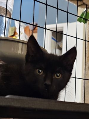 All catskittens will be spayedneutered unless spayneuter contract is signed with additional depos