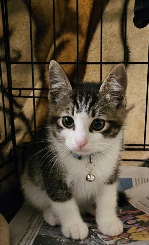Matey is a playful sweet-natured cat with a heart full of energy and affection This little hunter 
