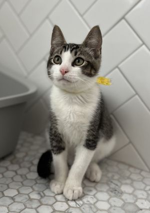 Matey Domestic Short Hair Cat
