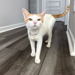 Marmalade, Young Female Domestic Short Hair