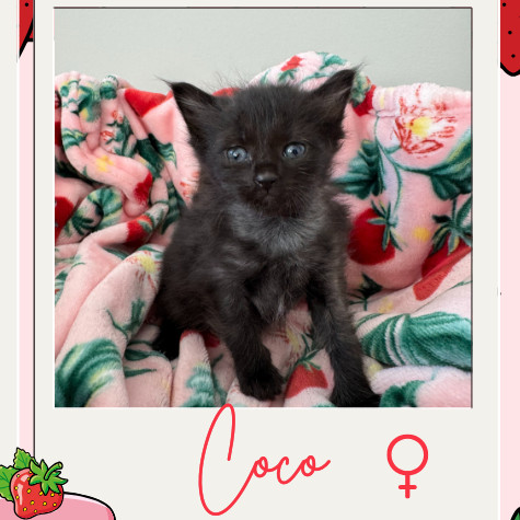 Coco thumbnail 1