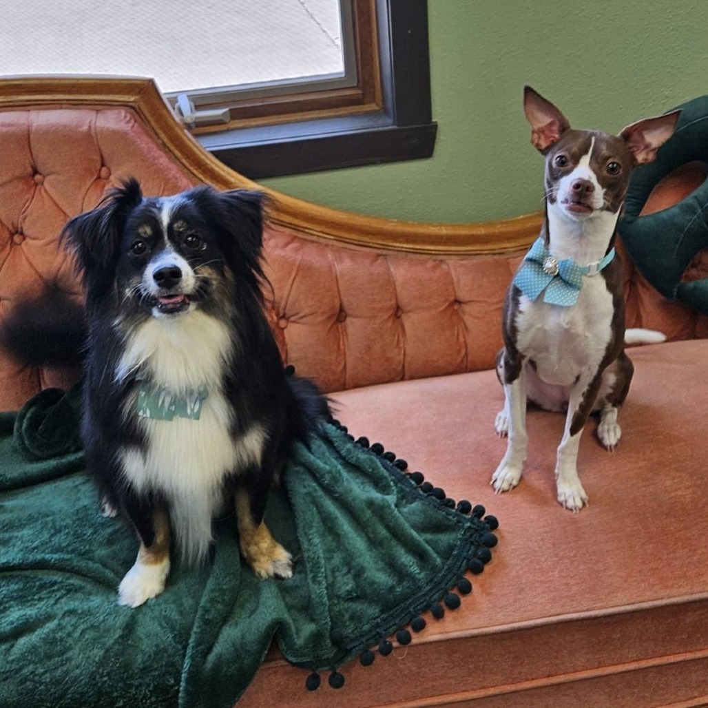 Cerise--In Foster***ADOPTION PENDING***