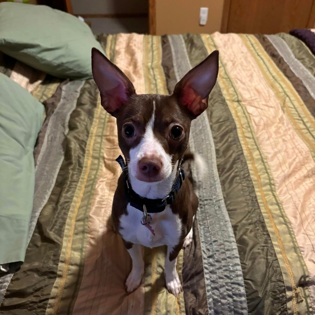 Cerise--In Foster***ADOPTION PENDING***