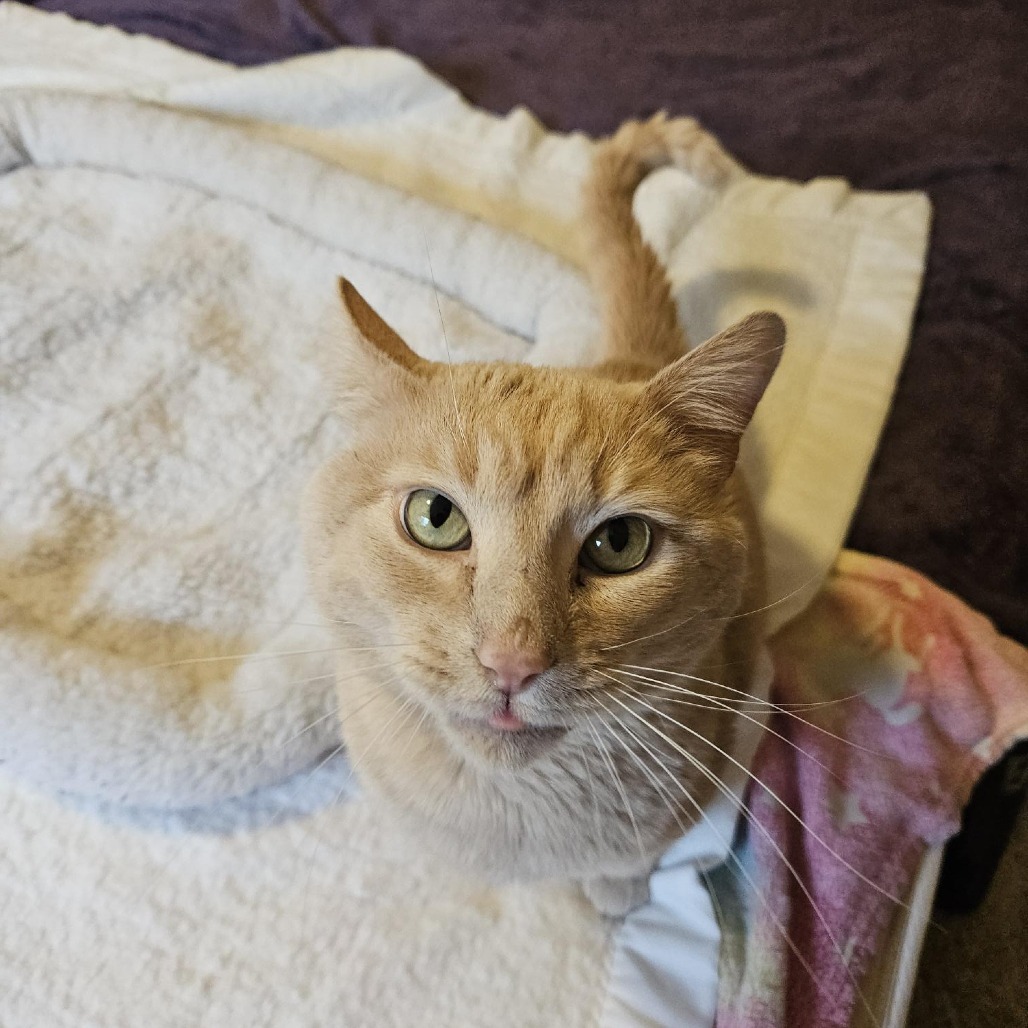 Big Bird--In Foster