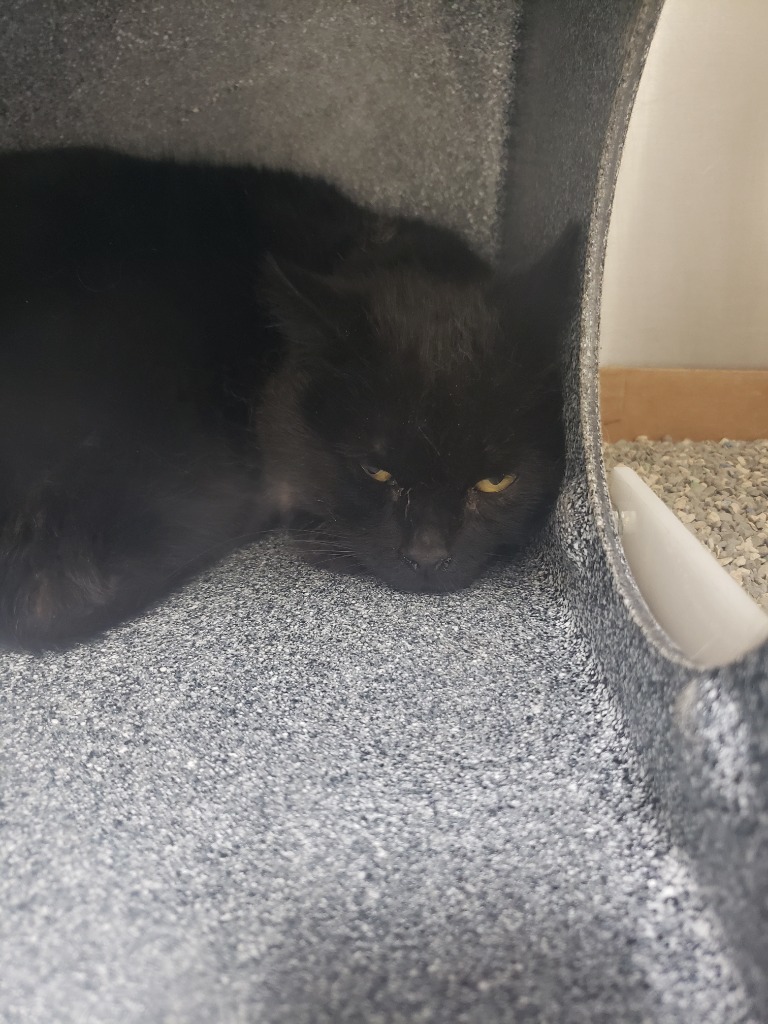 2505-1002, an adoptable Domestic Medium Hair in Heber City, UT, 84032 | Photo Image 1