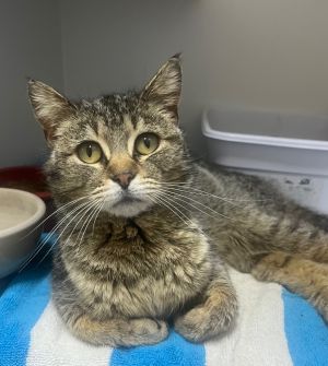 Muffin, Adult Female unknown