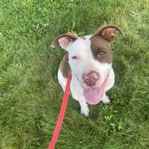 Rue, Young Female Pit Bull Terrier