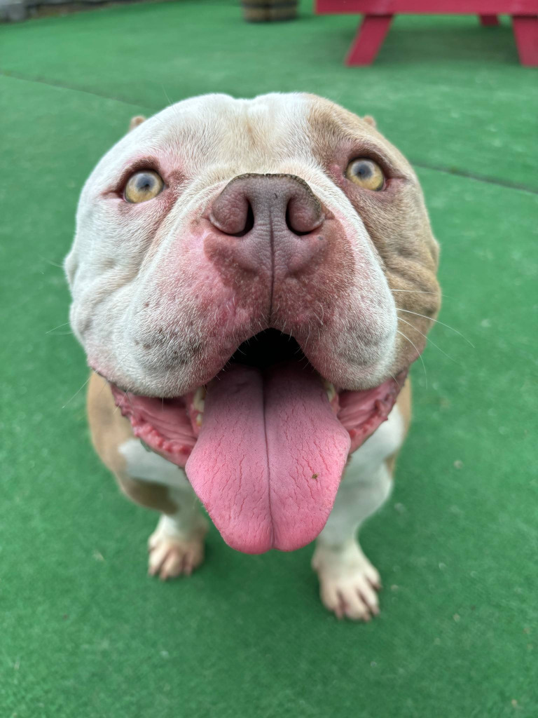 Rocko