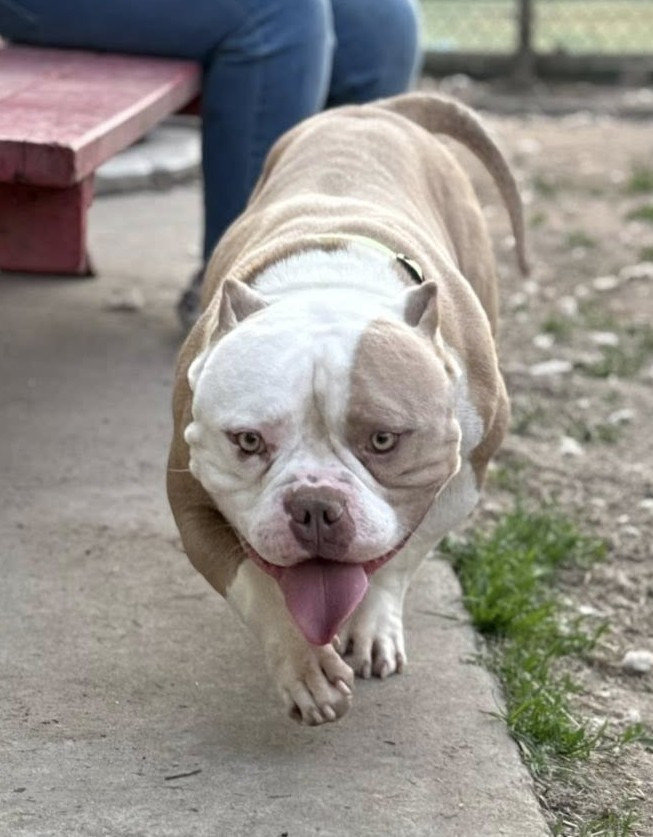 Rocko
