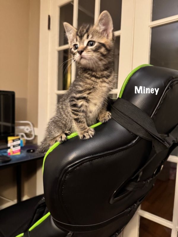 -miney photo 1