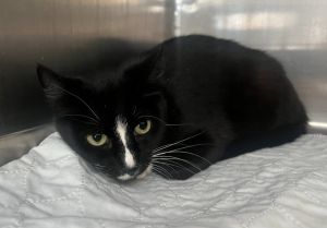 19A-Cocoa Ballard, Young Female Domestic Short Hair