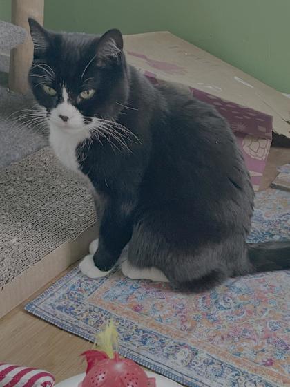 Kit Kat